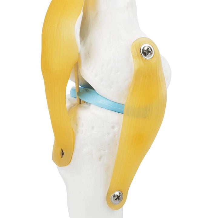 Anatomical Medical Knee Joint with Ligaments Model, Life Size Human Knee Joint Model Knee Joint Model for Skeleton Anatomy Study Teach with Ligament Model, for Display Teaching - Just Closeouts Canada Inc.X004GZTZK7