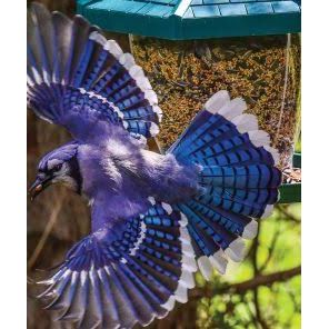 Blue Jay Speed Fine Art Jigsaw Puzzle 1000 Pieces for Adults and Teens by PuzzQuest - Just Closeouts Canada Inc.860007402715