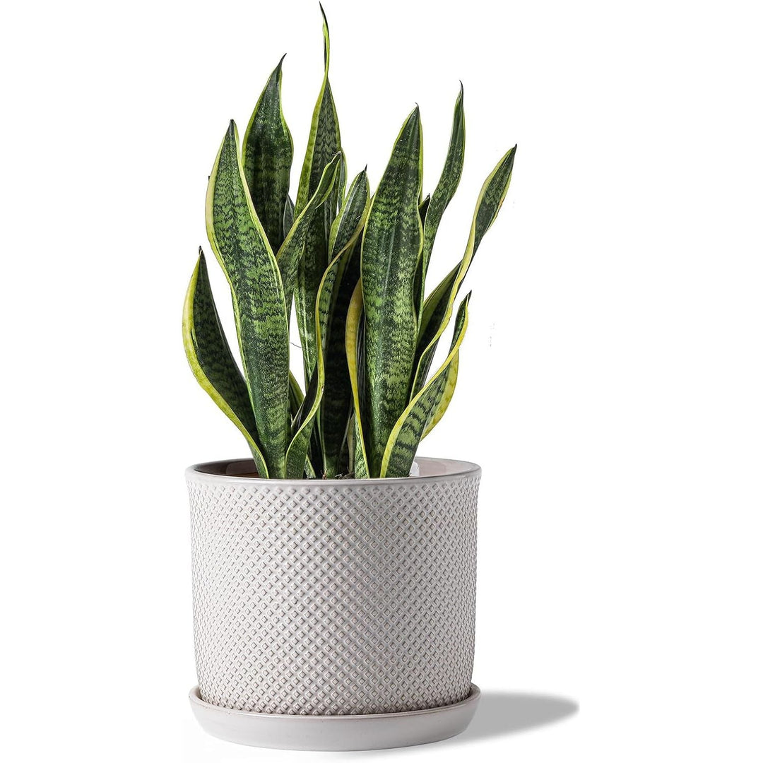 Chubacoo 8 Inch Plant Pots : Ceramic Planter Pot with Drainage Hole & Saucer - Flower Pot for Indoor & Outdoor Plants - Beaded Embossed Design White Planter with Separate Tray - Just Closeouts Canada Inc.
