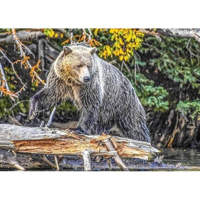 Grizzly Pounce Fine Art Jigsaw Puzzle 1000 Pieces for Adults and Teens by PuzzQuest - Just Closeouts Canada Inc.860007402708