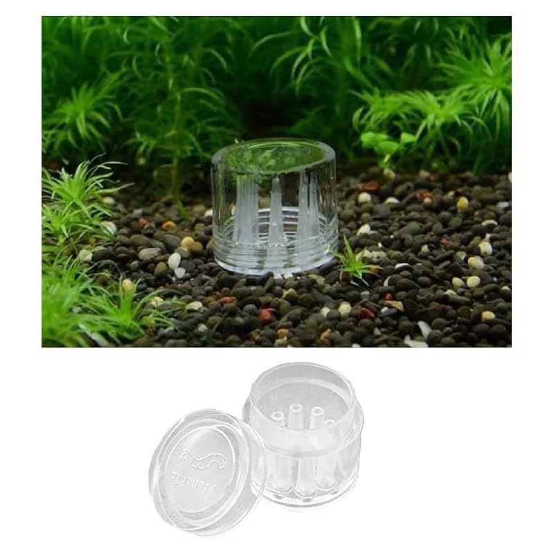 Eight-hole acrylic planaria trap