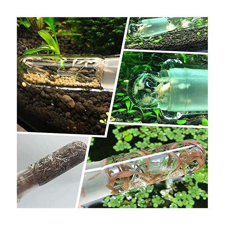 Planaria traps shown in aquariums