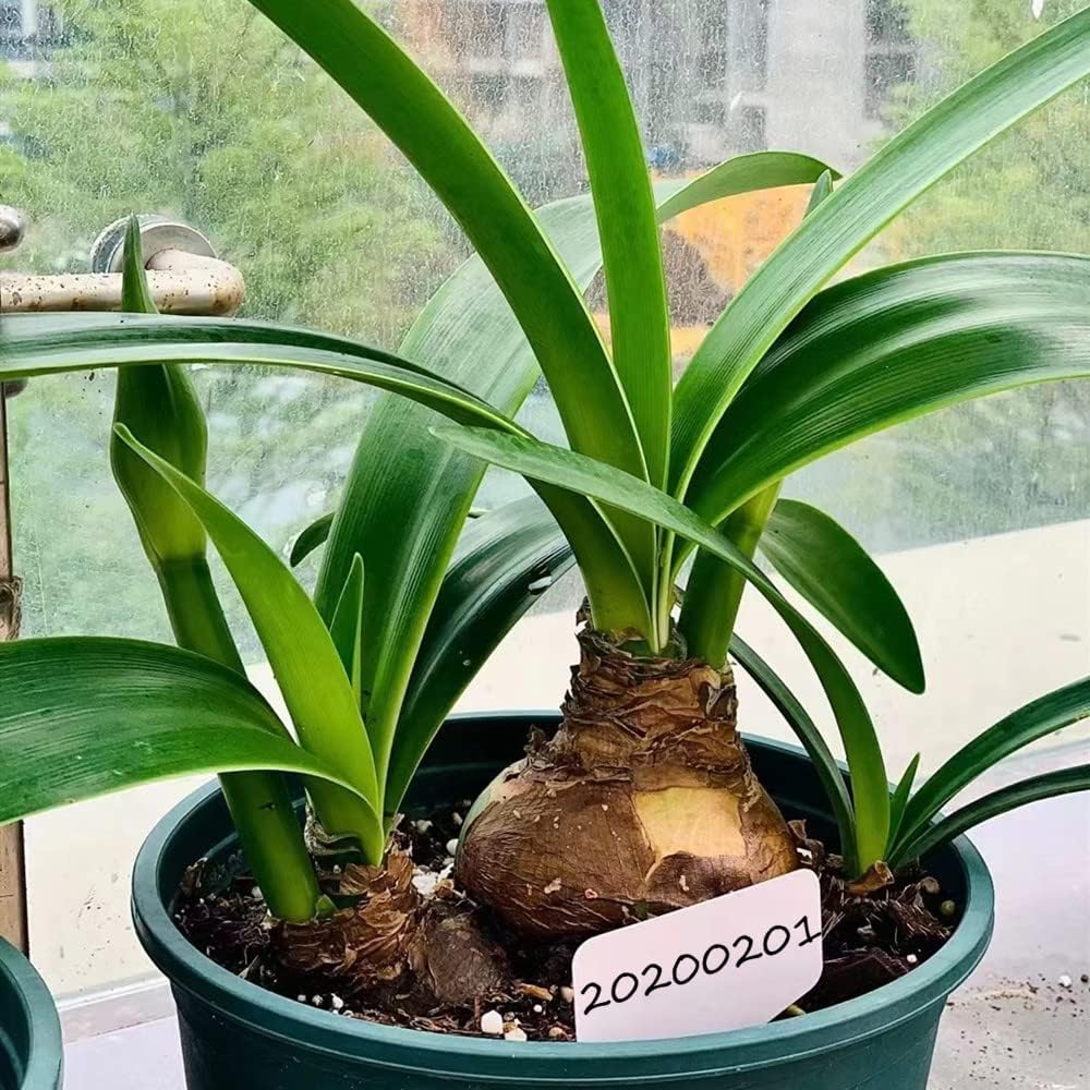 Plant Tags Plastic T - Type Nursery Garden Labels (100PCS) - Just Closeouts Canada Inc.